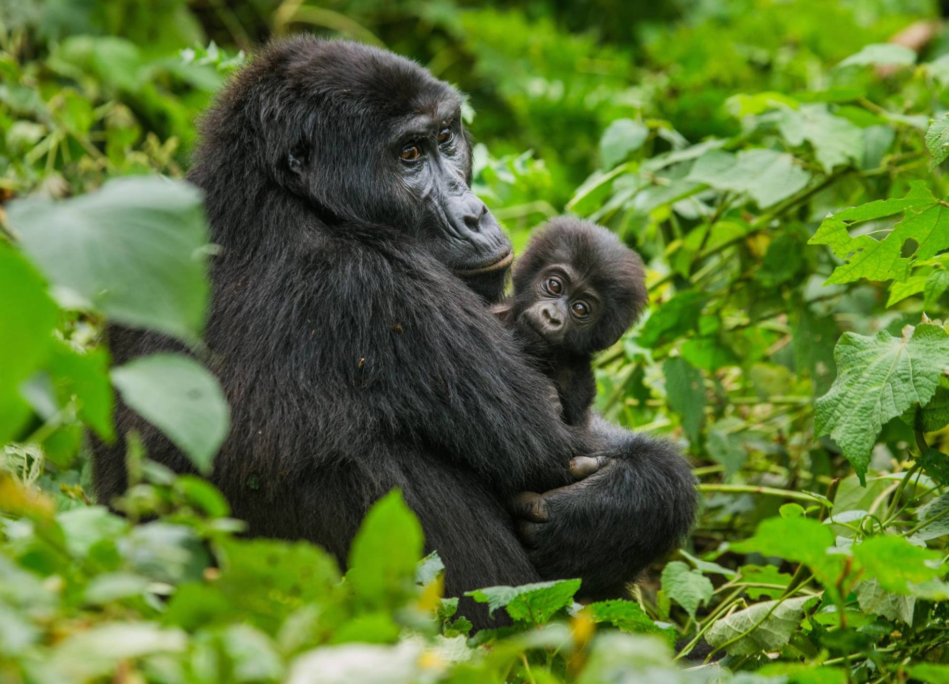 Uganda