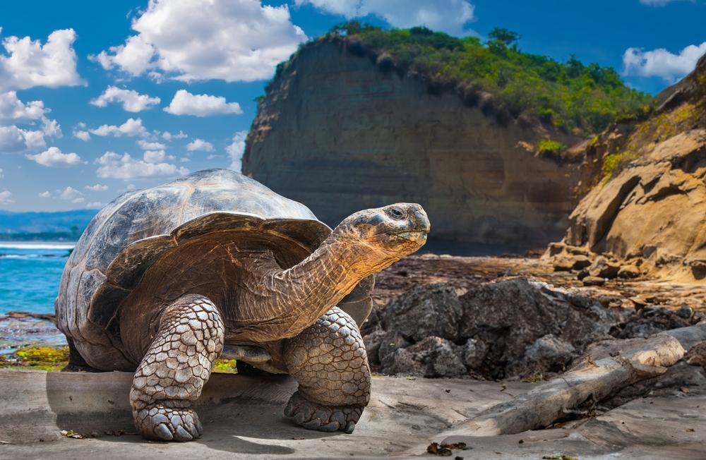 Ekvador i Galapagos