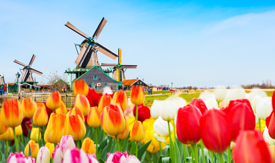 Amsterdam i nizozemska polja tulipana