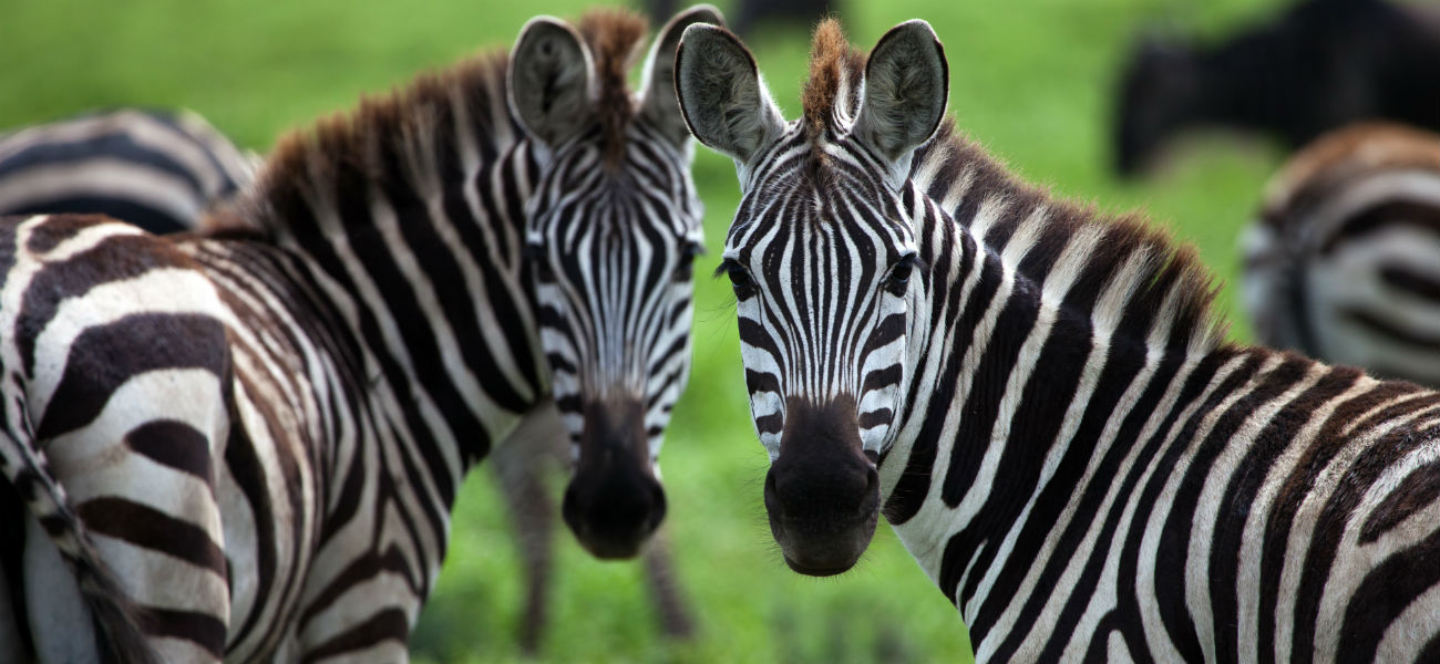 Južna Afrika, Viktorijini slapovi i safari u Bocvani